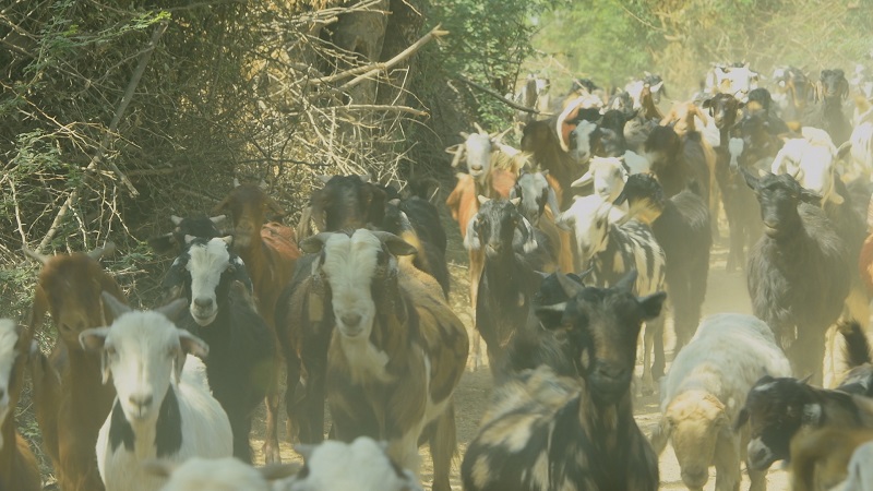 Varawal Leopard Camp